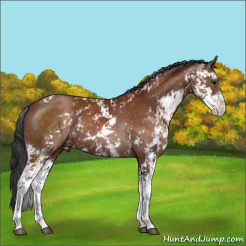 Horse Color:Brown Sabino 
