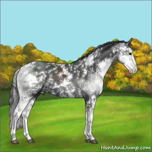 Horse Color:Black Sabino 