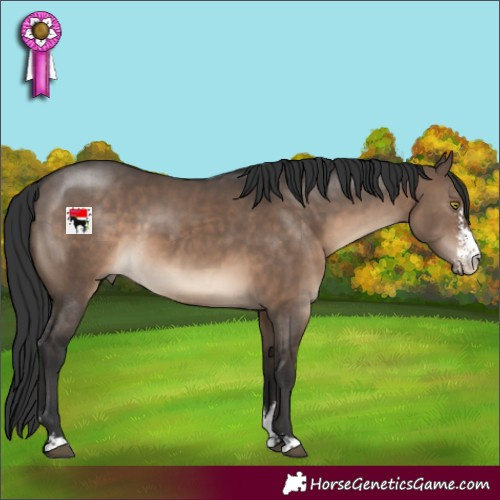 Horse Color:Brown Dun Sabino 