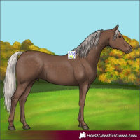 Horse Color:Silver Black 