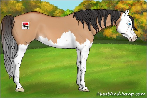 Horse Color:Bay Dun Splash 