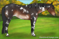 Horse Color:White Spotted Brown 