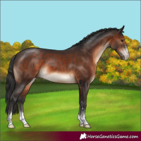Horse Color:Brown Sabino 