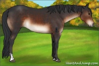 Horse Color:Brown Sabino