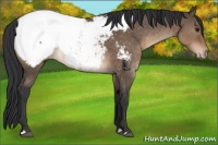 Horse Color:Brown Dun Snowcap
