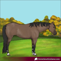 Horse Color:Liver Red Dun Rabicano 