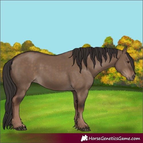 Horse Color:Liver Red Dun Rabicano 