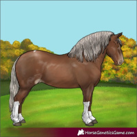 Horse Color:Gray Silver Black Pearl Tobiano