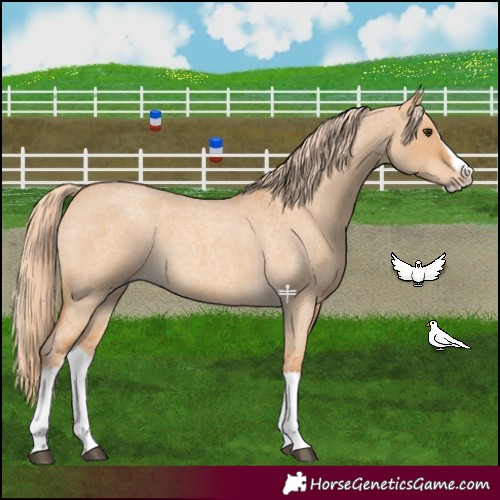 Horse Color:Red Dun Roan Splash Frame Rabicano 