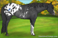 Horse Color:Black Blanket Rabicano 