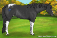 Horse Color:Black Tobiano Varnish Rabicano 