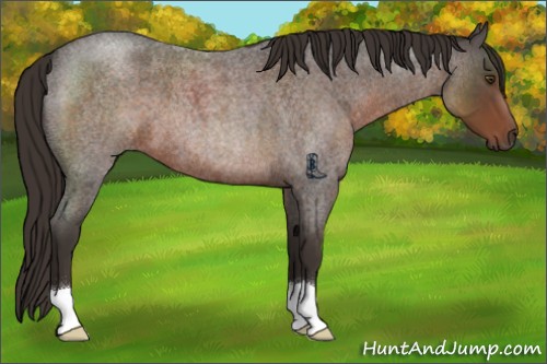 Horse Color:Liver Red Roan 