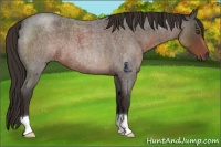 Horse Color:Liver Red Roan 