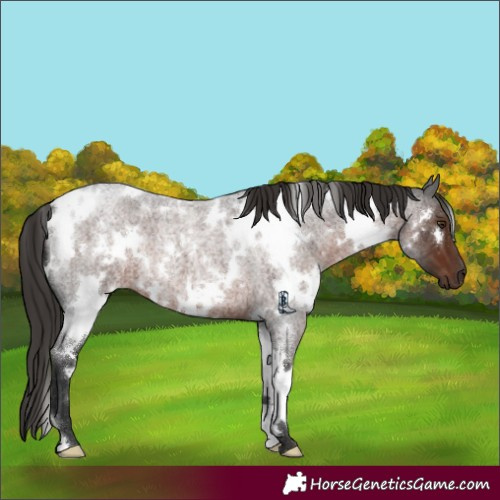 Horse Color:White Spotted Liver Red Roan 
