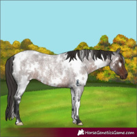 Horse Color:White Spotted Liver Red Roan 