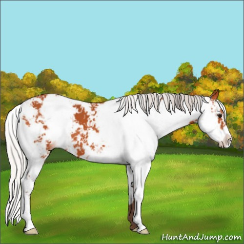 Horse Color:Silver Bay Sabino 
