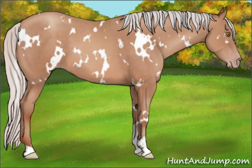 Horse Color:White Spotted Silver Sable Champagne Sabino 
