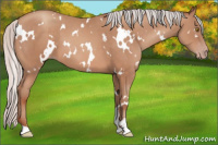 Horse Color:White Spotted Silver Sable Champagne Sabino