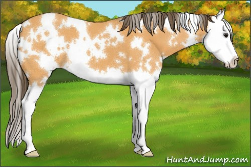 Horse Color:White Spotted Buckskin Roan Splash Appaloosa 