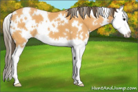 Horse Color:White Spotted Buckskin Roan Splash Appaloosa