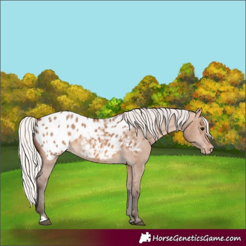 Horse Color:Silver Brown Dun Appaloosa 