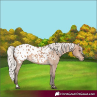 Horse Color:Silver Brown Dun Appaloosa