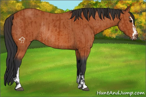 Horse Color:Bay Sabino Rabicano  and Bay Sabino Rabicano 