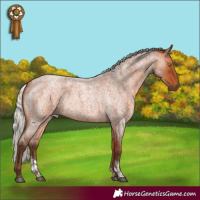 Horse Color:Silver Bay Roan Sabino Rabicano 