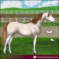 Horse Color:Red Dun Roan Splash Frame Rabicano 