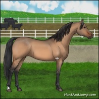 Horse Color:Bay Dun