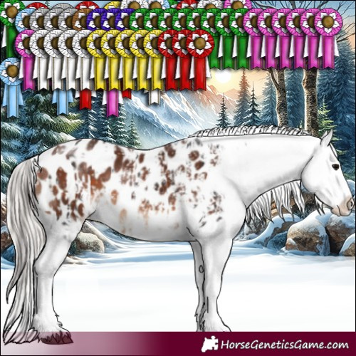 Horse Color:White Spotted Brown Appaloosa  and White Spotted Silver Brown Appaloosa Rabicano 