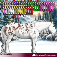 Horse Color:White Spotted Brown Blanket  and White Spotted Silver Brown Blanket Rabicano 