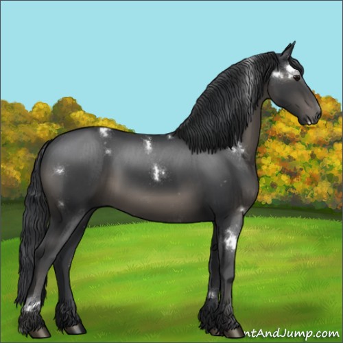 Horse Color:White Spotted Black Sabino Rabicano 