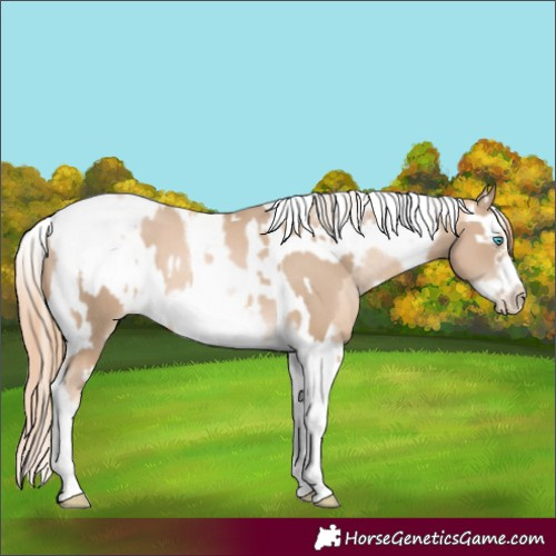 Horse Color:Chocolate Palomino Pearl Splash Tobiano Frame and Smoky Black Pearl Splash Tobiano Frame