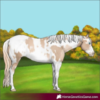 Horse Color:Chocolate Palomino Pearl Splash Tobiano Frame  and Smoky Black Pearl Splash Tobiano Frame 