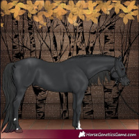 Horse Color:Black 