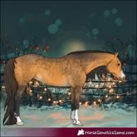 Horse Color:Buckskin 