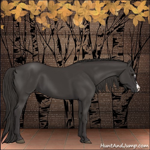Horse Color:Smoky Black 