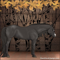 Horse Color:Smoky Black 