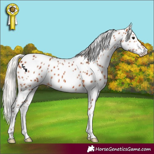 Horse Color:Silver Bay Appaloosa