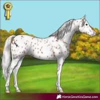 Horse Color:Silver Bay Appaloosa 