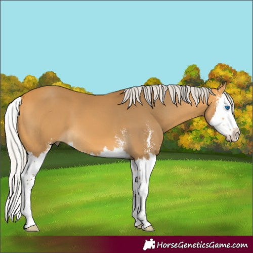 Horse Color:Silver Buckskin Sabino Splash