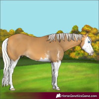 Horse Color:Silver Buckskin Sabino Splash 