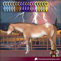 Horse Color:Gold Champagne Sabino Tobiano Appaloosa 