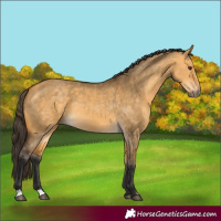 Horse Color:Buckskin Dun 