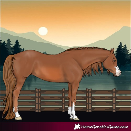 Horse Color:Chestnut 