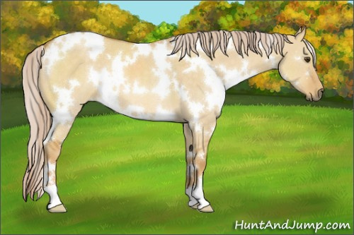 Horse Color:White Spotted Palomino Dun 