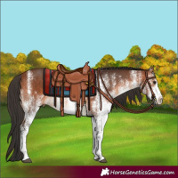 Horse Color:White Spotted Bay Rabicano