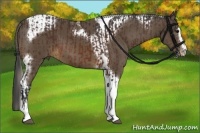 Horse Color:Bay Sabino Splash Tobiano and Chocolate Palomino Sabino Tobiano