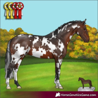 Horse Color:White Spotted Brown 